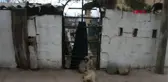 Kırklareli'de Yakılmış Kedi ve Köpek Ölüleri Bulundu