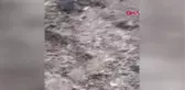 Antalya Hayvanları Korumada Emsal Karar, Ömür Boyu Hayvan Sahiplenemeyecek-Arşiv