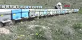 Nidğe Arı Sütünün Kilosu 10 Bin Tl