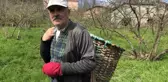 Karadenizli Fındık Üreticisi Bu Seneki Fındık Fiyatlarına Umutla Bakıyor