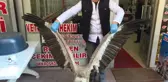 Yaralı Akbaba Tedavi Altına Alındı