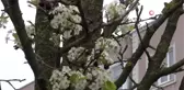 Ağaçların Erken Çiçek Açmasına Bordo Bulamaçlı Önlem