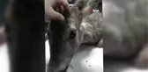 Yaralı Bulunan Karaca Kurtarılamadı