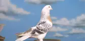 Belçika'da 