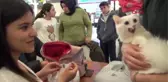 Van Kedisi Güzellik Yarışması'na İlgi