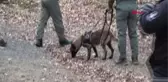 Boğaziçi Üniversiteli Arda, Belgrad Ormanında Aranıyor (2