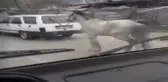 Ata Eziyet Eden Sürücüye Tepki Yağdı