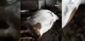 Yıldırımın Düştüğü Ahırdaki Hayvanlar Telef Oldu