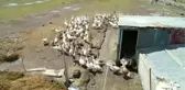 İthal Yumurtalarla Kaz Yetiştirip İhraç Ediyorlar - Van