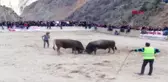 Erzurum Boğa Güreşinde Heyecandan Kalbi Durdu