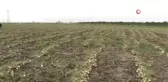 Turfanda Soğan Fiyatları Düşürecek.