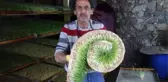 Odada Ürettiği Yemle, Hayvanların Süt Verimini İki Katına Çıkardı