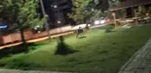 Çocuk Parkında Görüldü, Kentte Büyük Panik Yarattı!