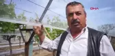 Manisa Sarıgöl'de Üzüm Bağları Örtü Altına Alınıyor