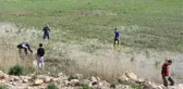 Milyonlarca Balık Kıyıya Vurdu, Duyan Koşarak Gelip Çuval Çuval Topladı