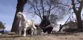 Oğlaklarına Bebekler Gibi Bakıyor