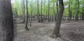 Alageyik, Tümör Ameliyatıyla Sağlığına Kavuştu