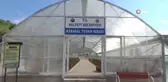 Halfeti'ye Özgü Karagül Açmaya Başladı
