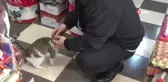Rize'nin 'Kanki'si...esnaf ile Kanki İsimli Kedinin Dostluğu Hayran Bırakıyor