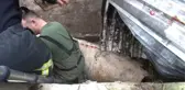 2 Metre Derinlikteki Su Kuyusuna Düşen İneği İtfaiye Ekipleri Kurtardı