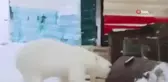 Rusya'da Aç Kalan Ayı Şehre İndi