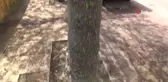 Ağaçları ve Kaldırımı Kurtlar Bastı... Yayalar Koşarak Geçti