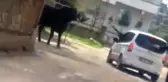 Kaçan Boğa Durdurulamayınca Tüfekle Vuruldu