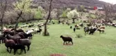 Sürüsüne Her Gün Konser Veriyor