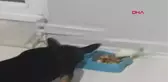 Çorum Muhabbet Kuşu ile Köpeğin Dostluğu