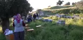 Muğla'da Toplu Arı Ölümleri