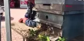 Antalya Kovandan Çıkan Arı Kolonisi Ağaçta Toplandı