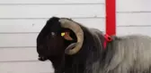 Teke Yöresi 5. Tarım ve Hayvancılık Fuarı