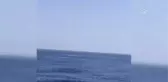 Amatör Balıkçılar Yunus Sürüsüyle Karşılaştı