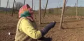 Belediyede Başkan, Tarlada İşçi