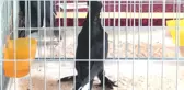 Güvercinler Birinci Olmak İçin Yarıştı
