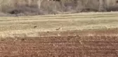 Tarlasını Ekerken Vaşakla Karşılaştı