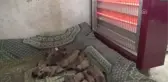 Tek Tesellisi 18 Köpek Yavrusu Oldu