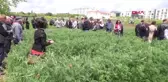 Tekirdağ Savaş Mağduru Korunga Bitkisi, Anavatanına Geri Dönüyor
