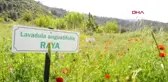 Muğla Aromatik Bitki Merkezi Mahallede Kalker Ocağı Tepkisi