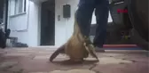 Manisa Nesli Tükenmekte Olan Balaban Kuşu Yaralı Bulundu