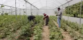 Genç Çiftçiler Üretime Başladı
