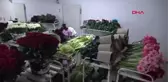 Yalova'da Anneler Günü Öncesi Çiçek Satışı İki Katına Çıktı