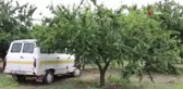 Eriğin Fiyatı Hırsızların İştahını Kabarttı...erik Bahçesine Giren Hırsızlar Ağaçları Talan Etti