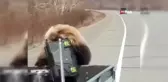 Kamyonet Kasasından Alet Çantası Çalan Ayı !
