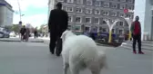 Kuzuları Selami Dede'yi Yalnız Bırakmıyor