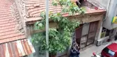 Oğul Veren Arılar Şehrin Ortasında Ağaca Yuva Yaptı