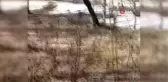 Rusya'da Bir Ayı Kamyonet Kasasından Alet Çantası Çaldı