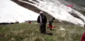 Muş'ta Terörden Arındırılan Dağlarda Ot Topluyorlar