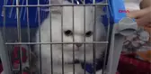 Sivas'ta 'Kedi Güzellik Yarışması' Düzenlendi