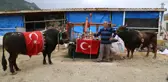 Artvin'de Milyonluk Boğa Üretim Çiftliği